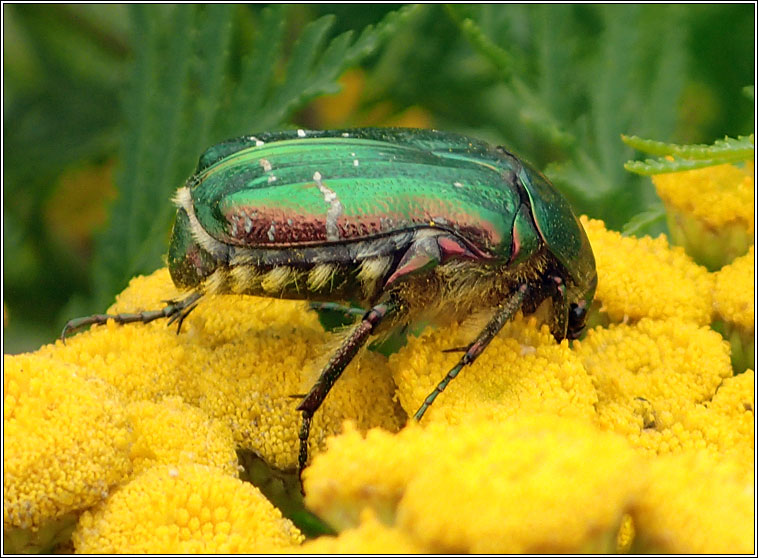 Rose Chafer, Cetonia aurata