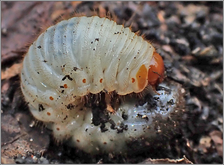 Rose Chafer, Cetonia aurata