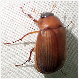 Common cockchafer, Maybug, Melolontha melolontha