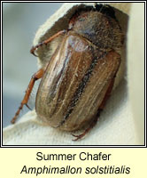 Amphimallon solstitialis, Summer Chafer