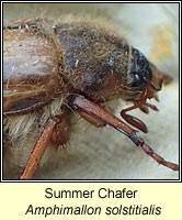 Amphimallon solstitialis, Summer Chafer