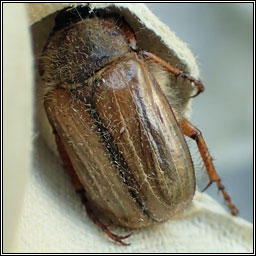 Summer Chafer, Amphimallon solstitialis