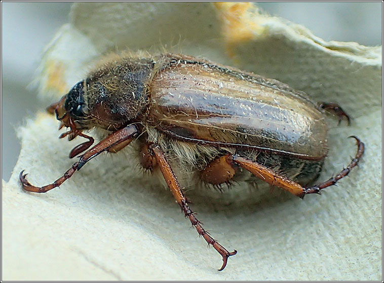Summer Chafer, Amphimallon solstitialis