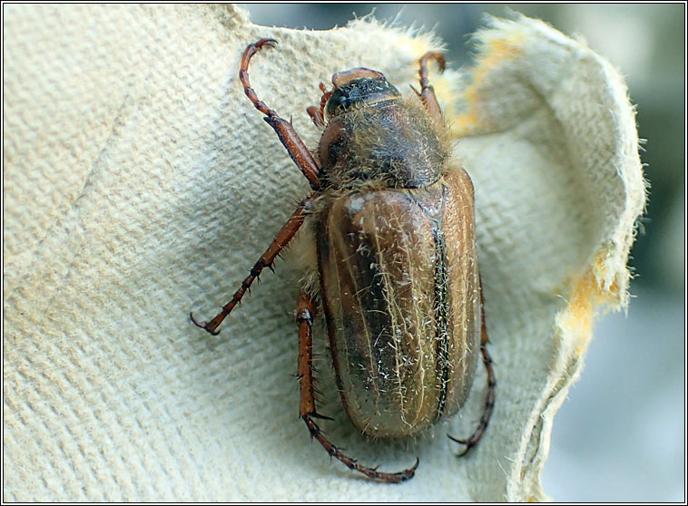 Summer Chafer, Amphimallon solstitialis