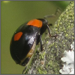 Pine ladybird, Exochomus quadripustulatus