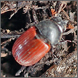 Aphodius pedellus, Dung Beetle