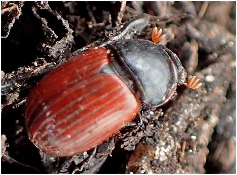 Aphodius pedellus, Dung Beetle