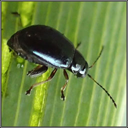 Aphthona nonstriata, Flag Iris Flea Beetle