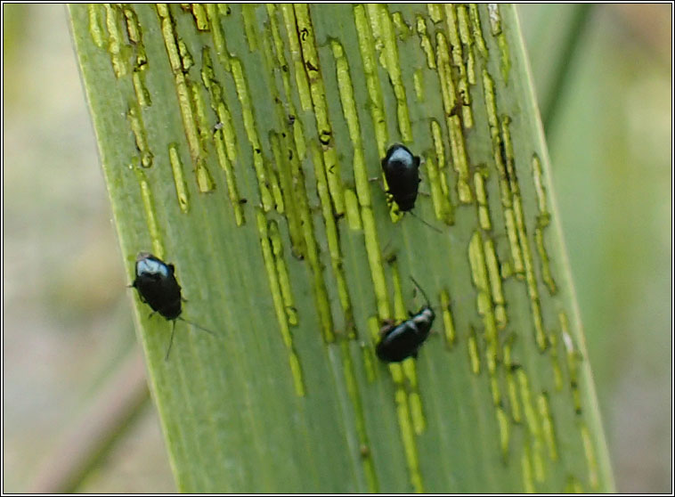 Aphthona nonstriata, Flag Iris Flea Beetle