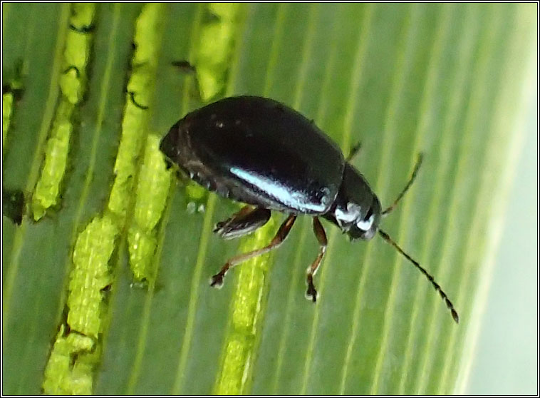 Aphthona nonstriata, Flag Iris Flea Beetle