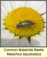 Malachius bipustulatus, Common Malachite Beetle