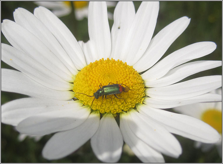 Malachius bipustulatus, Common Malachite Beetle