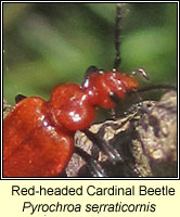 Pyrochroa serraticornis, Red-headed Cardinal Beetle