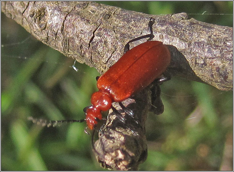 Pyrochroa serraticornis, Red-headed Cardinal Beetle