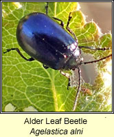 Agelastica alni, Alder Leaf Beetle