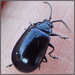 Agelastica alni, Alder Leaf Beetle