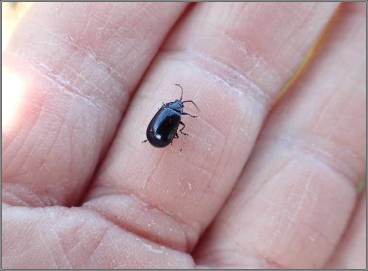 Agelastica alni, Alder Leaf Beetle