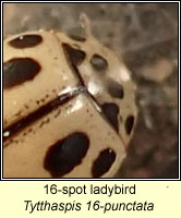 Tytthaspis 16-punctata, 16-spot Ladybird