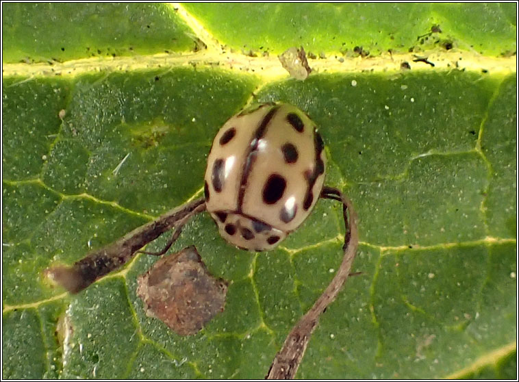 Tytthaspis 16-punctata, 16-spot ladybird