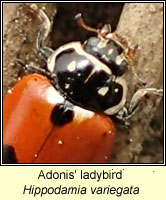 Hippodamia variegata, Adonis' Ladybird