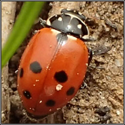 Hippodamia variegata, Adonis' ladybird