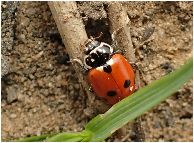 Hippodamia variegata, Adonis' ladybird