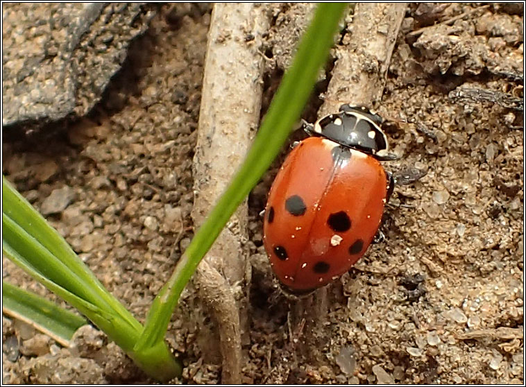 Hippodamia variegata, Adonis' ladybird