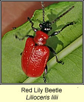 Lilioceris lilii, Red Lily Beetle