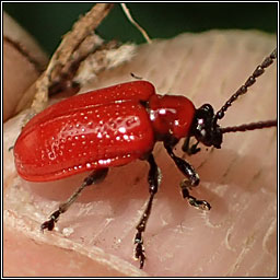 Lilioceris lilii, Red Lily Beetle