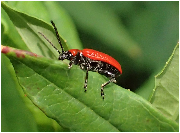 Lilioceris lilii, Red Lily Beetle