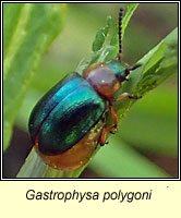 Gastrophysa polygoni