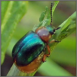 Gastrophysa polygoni