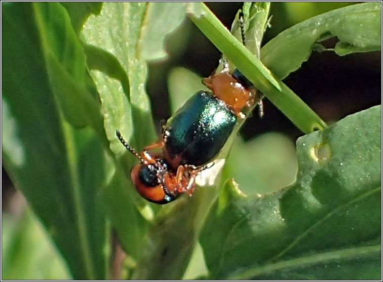 Gastrophysa polygoni