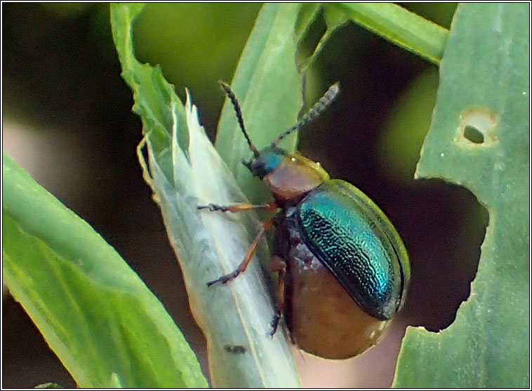 Gastrophysa polygoni