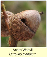 Curculio glandium, Acorn Weevil