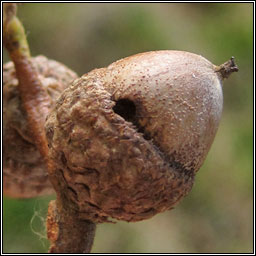 Curculio glandium, Acorn Weevil