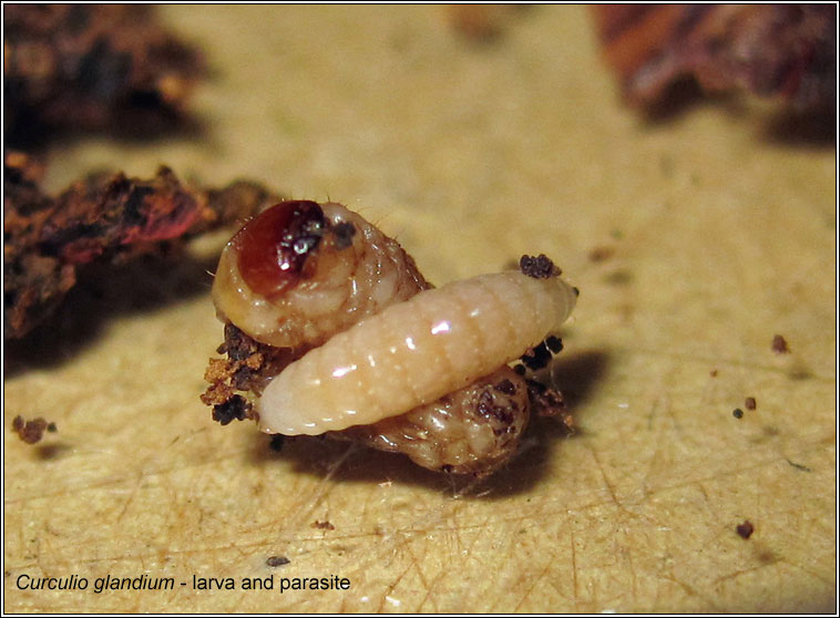 Curculio glandium, Acorn Weevil