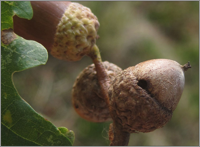 Curculio glandium, Acorn Weevil