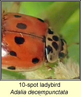 Adalia decempunctata, 10-spot ladybird
