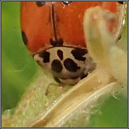 Adalia decempunctata, 10-spot ladybird