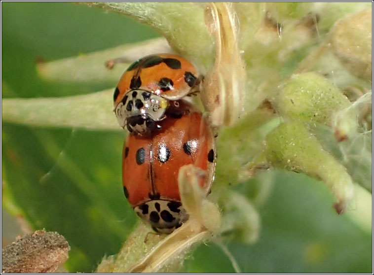 Adalia decempunctata, 10-spot ladybird