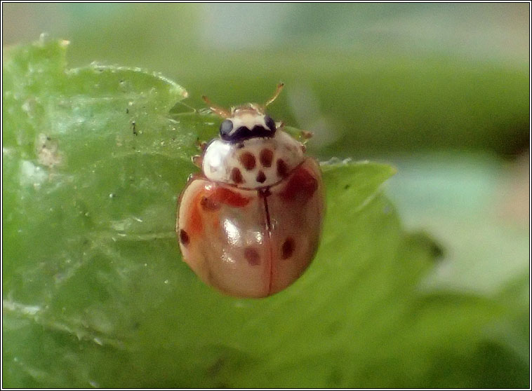 Adalia decempunctata, 10-spot ladybird