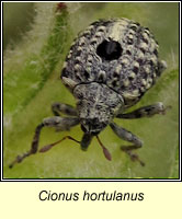 Cionus hortulanus