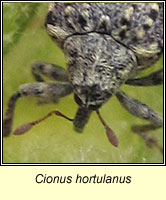 Cionus hortulanus