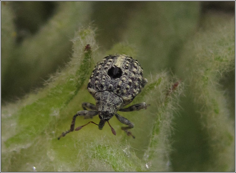 Cionus hortulanus