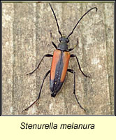 Stenurella melanura