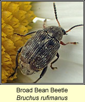 Bruchus rufimanus, Broad Bean Beetle