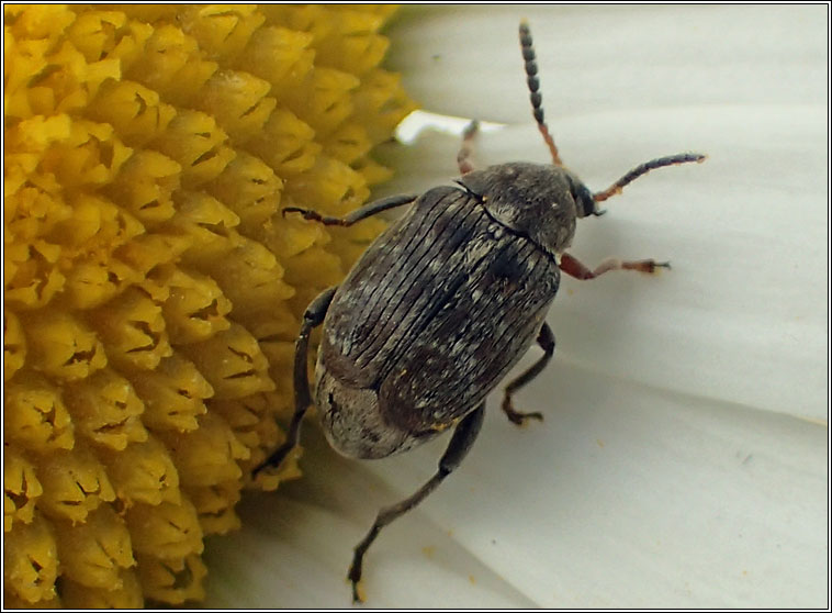 Bruchus rufimanus, Broad Bean Beetle