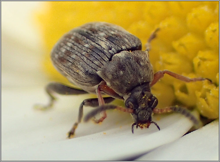 Bruchus rufimanus, Broad Bean Beetle