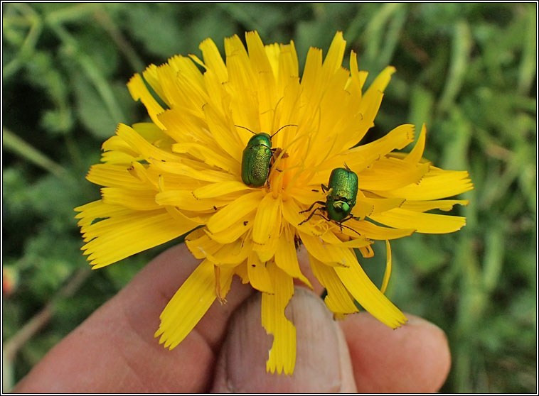 Cryptocephalus hypochaeridis